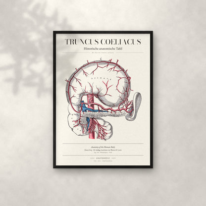 Truncus Coeliacus Anatomie-Poster im schwarzen Rahmen an heller Wand
