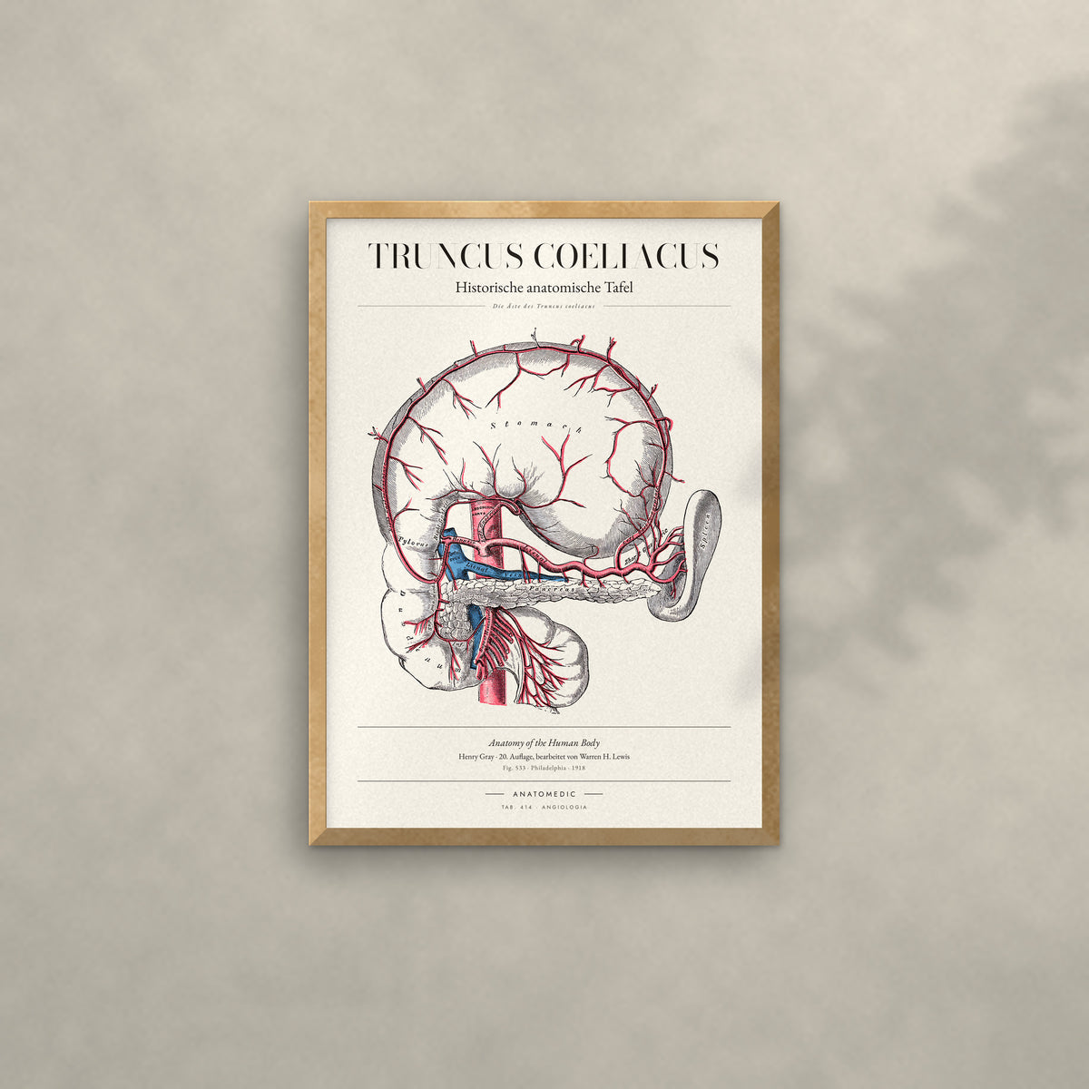 Truncus Coeliacus Anatomie-Poster im Eichenrahmen an heller Wand
