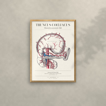 Truncus Coeliacus Anatomie-Poster im Eichenrahmen an heller Wand