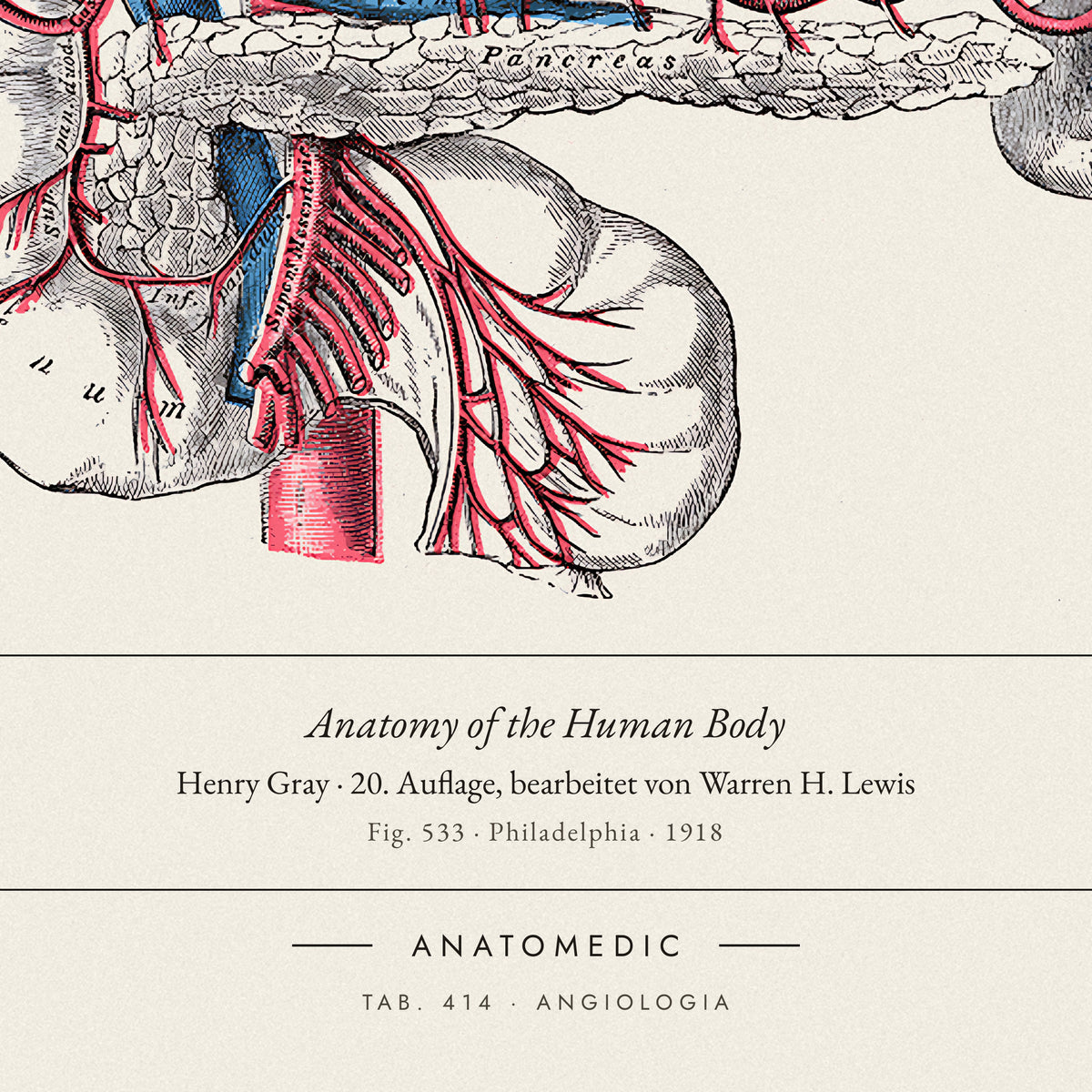 Nahaufnahme der Bildunterschrift: Anatomy of the Human Body · Henry Gray · 20. Auflage, bearbeitet von Warren H. Lewis, TAB. 414 · ANGIOLOGIA
