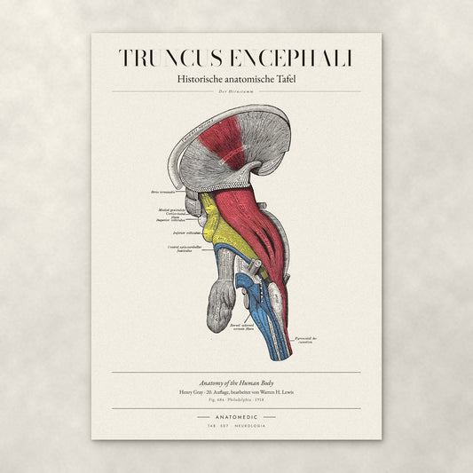 Truncus Encephali – Anatomie-Poster von ANATOMEDIC, historische anatomische Tafel: Der Hirnstamm