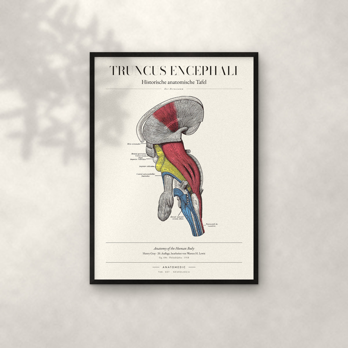 Truncus Encephali Anatomie-Poster im schwarzen Rahmen an heller Wand