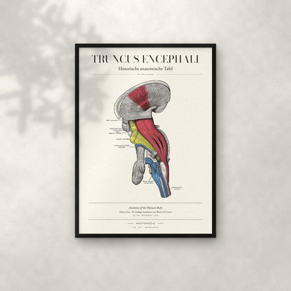 Truncus Encephali Anatomie-Poster im schwarzen Rahmen an heller Wand