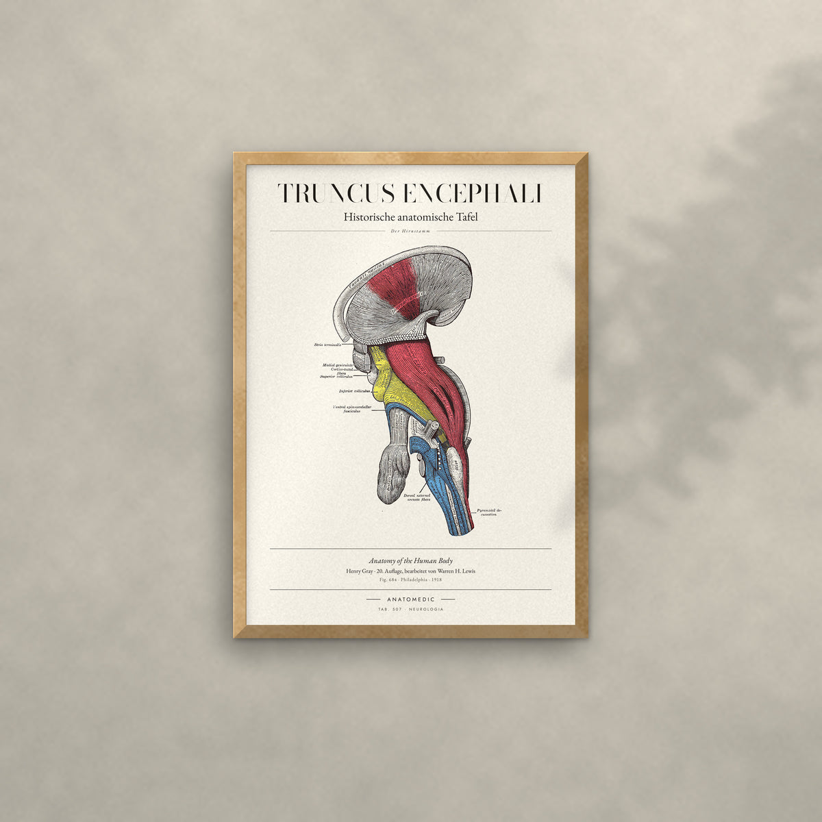 Truncus Encephali Anatomie-Poster im Eichenrahmen an heller Wand