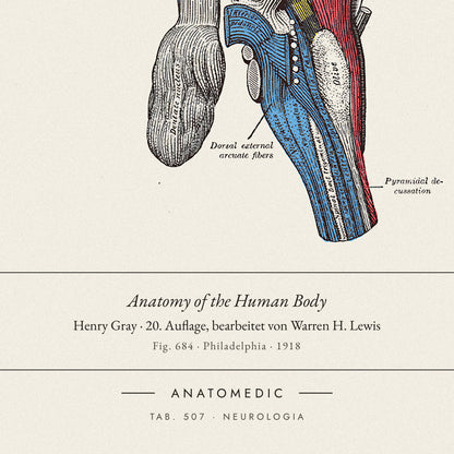Nahaufnahme der Bildunterschrift: Anatomy of the Human Body · Henry Gray · 20. Auflage, bearbeitet von Warren H. Lewis, TAB. 507 · NEUROLOGIA