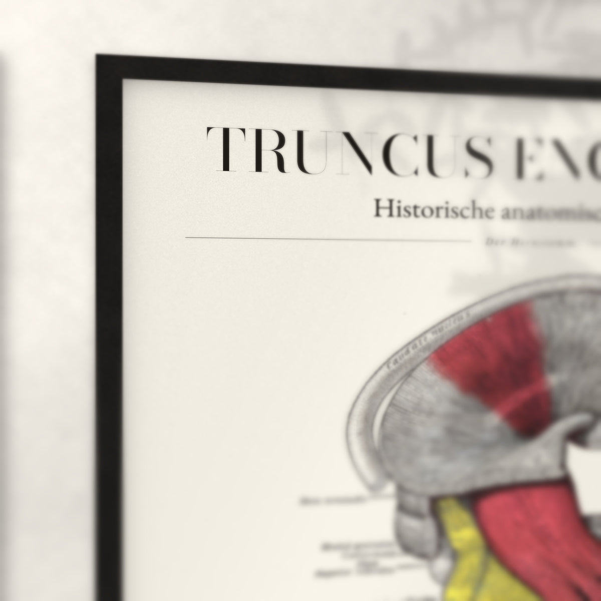 Nahaufnahme von Rahmenecke und Titel „Truncus Encephali“