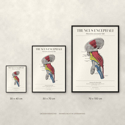 Truncus Encephali Poster im Größenvergleich: 30 × 40, 50 × 70 und 70 × 100 cm
