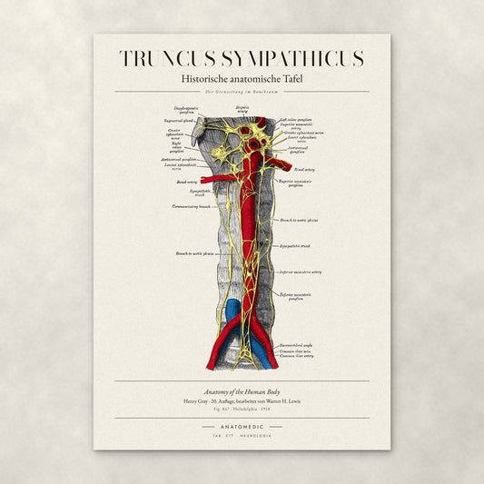 Truncus Sympathicus – Anatomie-Poster von ANATOMEDIC, historische anatomische Tafel: Der Grenzstrang im Bauchraum