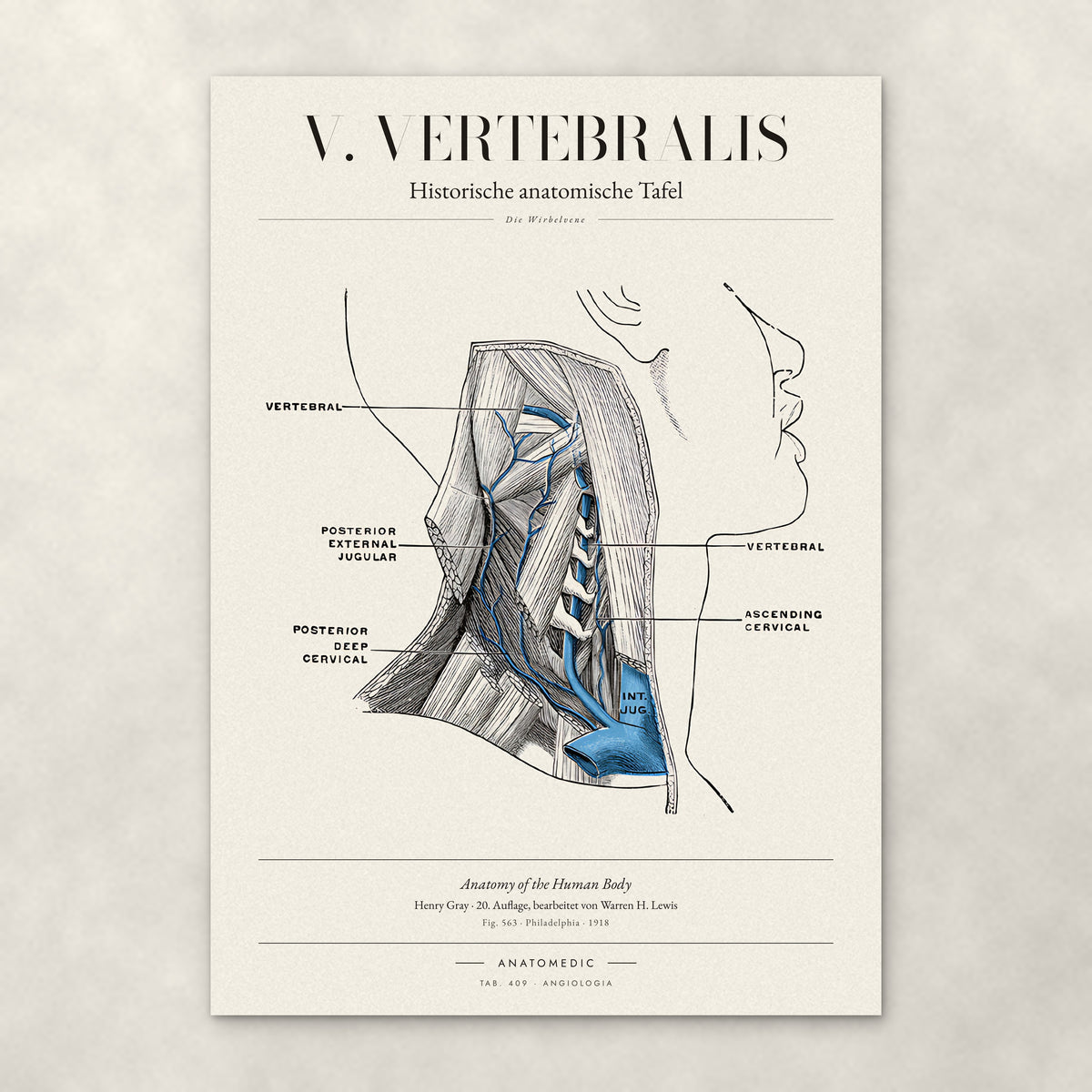 V. Vertebralis – Anatomie-Poster von ANATOMEDIC, historische anatomische Tafel: Die Wirbelvene