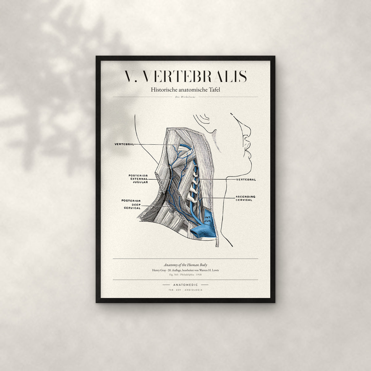 V. Vertebralis Anatomie-Poster im schwarzen Rahmen an heller Wand