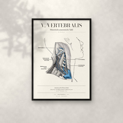 V. Vertebralis Anatomie-Poster im schwarzen Rahmen an heller Wand