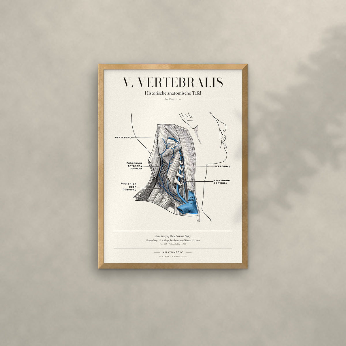 V. Vertebralis Anatomie-Poster im Eichenrahmen an heller Wand