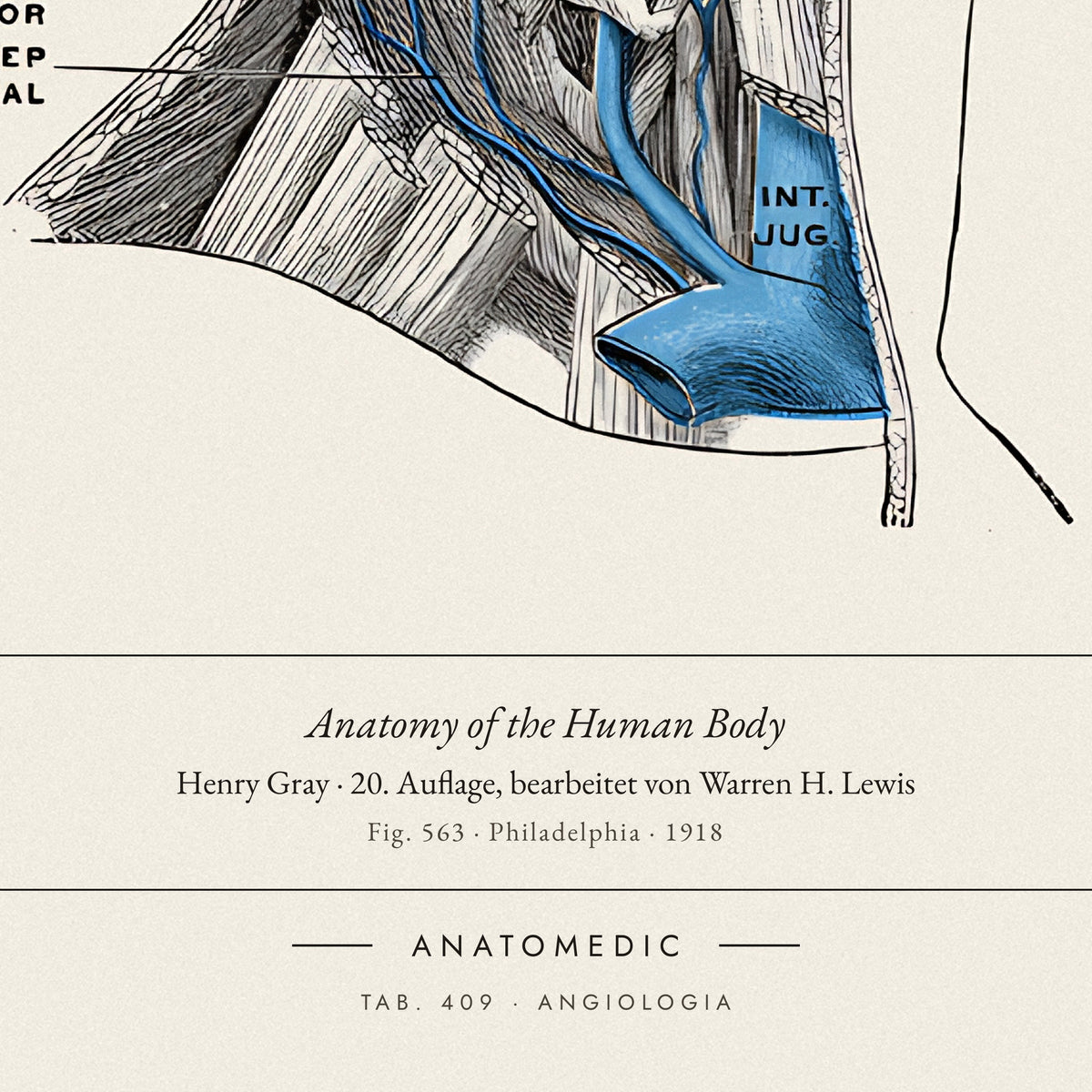 Nahaufnahme der Bildunterschrift: Anatomy of the Human Body · Henry Gray · 20. Auflage, bearbeitet von Warren H. Lewis, TAB. 409 · ANGIOLOGIA