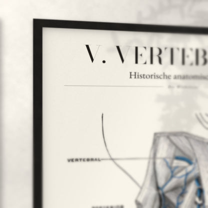 Nahaufnahme von Rahmenecke und Titel „V. Vertebralis“