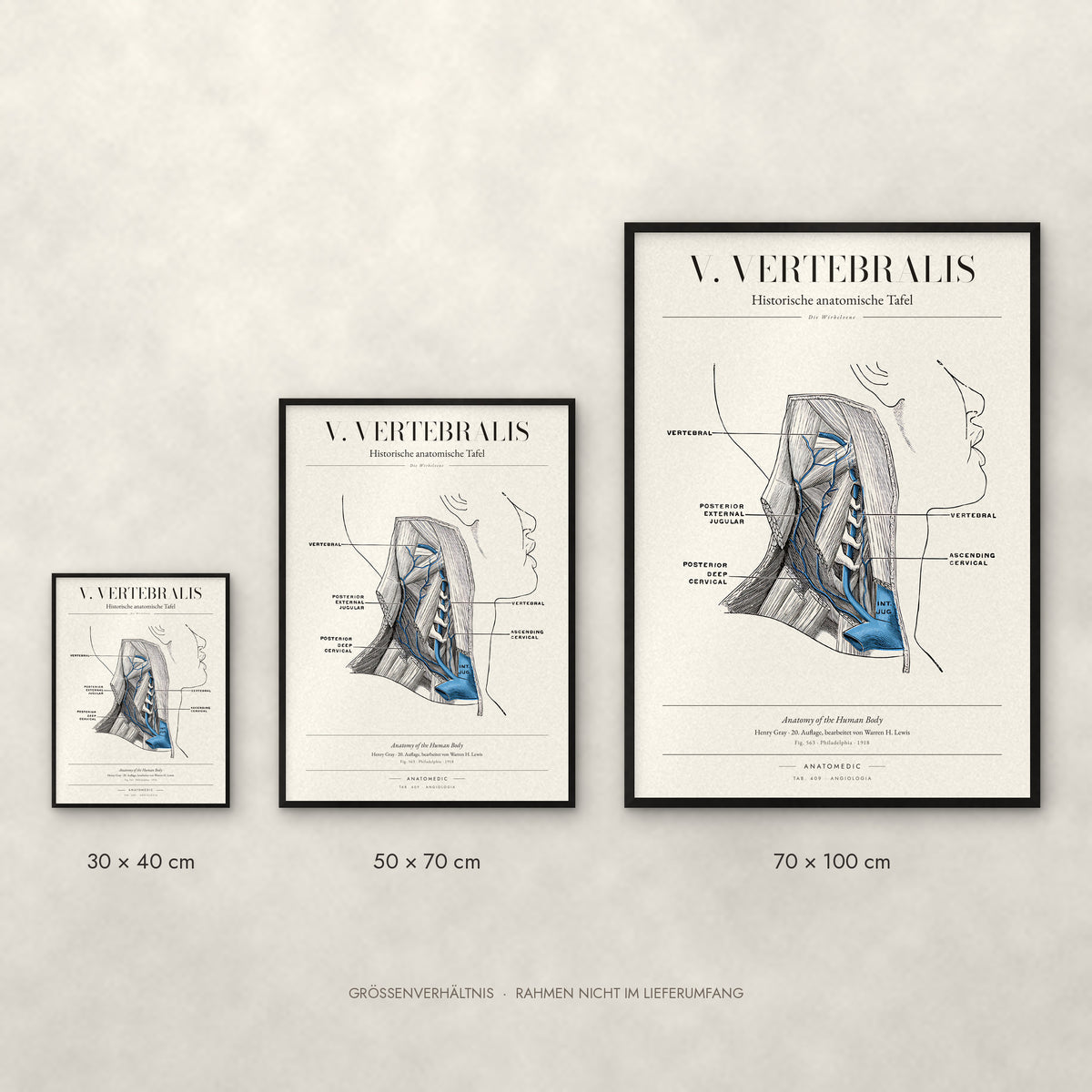V. Vertebralis Poster im Größenvergleich: 30 × 40, 50 × 70 und 70 × 100 cm