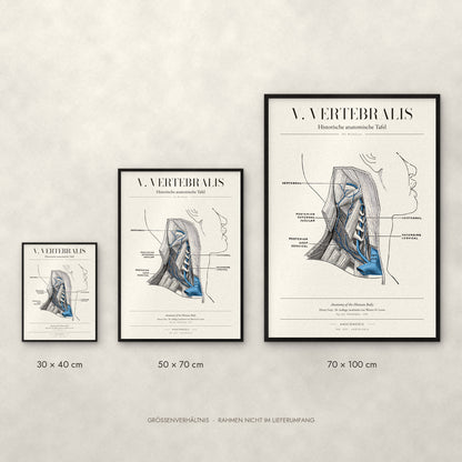 V. Vertebralis Poster im Größenvergleich: 30 × 40, 50 × 70 und 70 × 100 cm