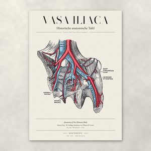 Vasa Iliaca – Anatomie-Poster von ANATOMEDIC, historische anatomische Tafel: Arteria und Vena iliaca communis