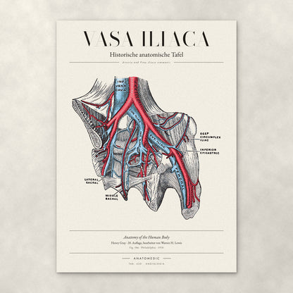 Vasa Iliaca – Anatomie-Poster von ANATOMEDIC, historische anatomische Tafel: Arteria und Vena iliaca communis