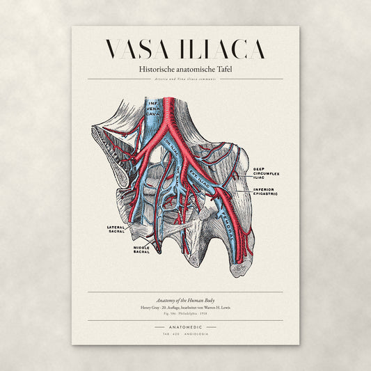 Vasa Iliaca – Anatomie-Poster von ANATOMEDIC, historische anatomische Tafel: Arteria und Vena iliaca communis