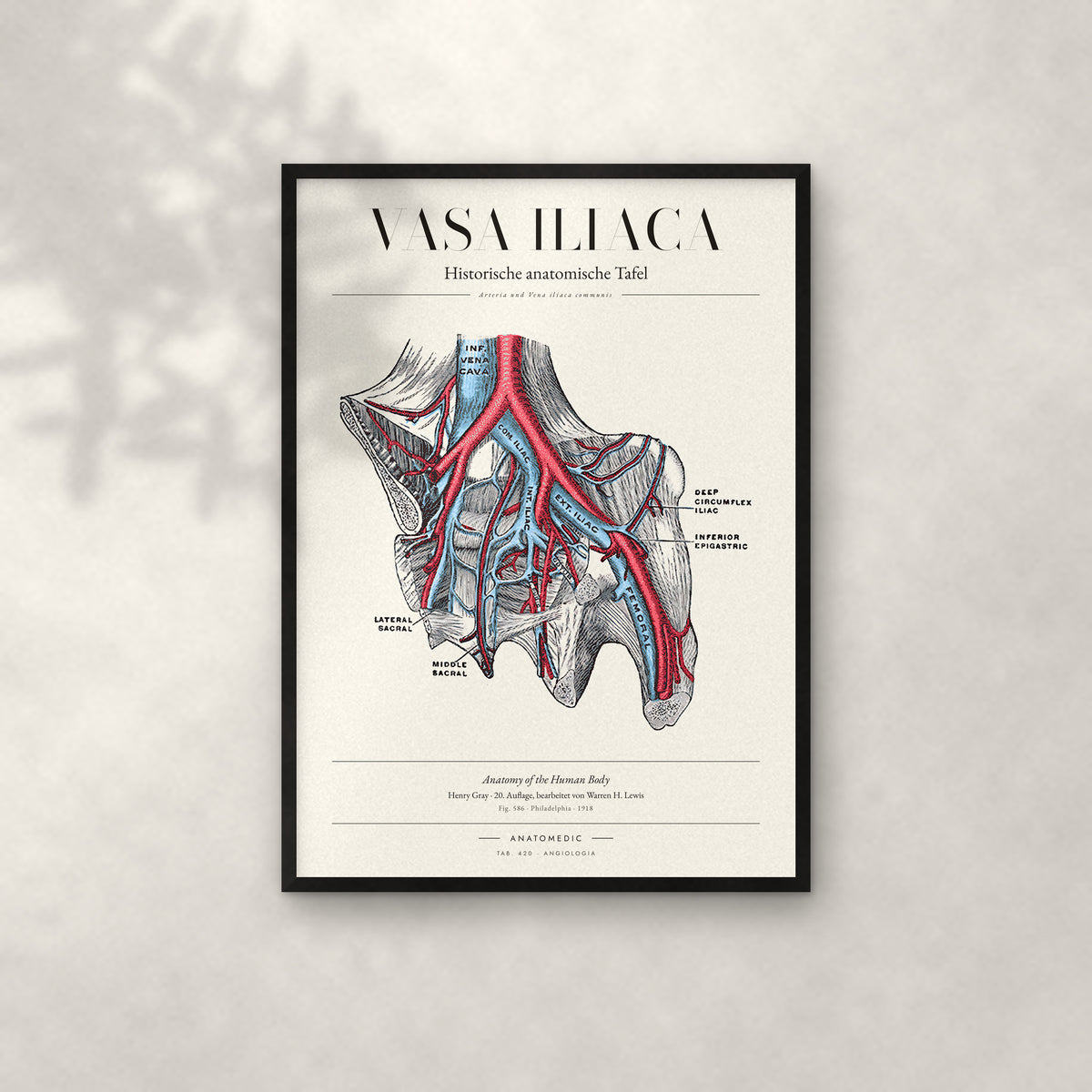 Vasa Iliaca Anatomie-Poster im schwarzen Rahmen an heller Wand