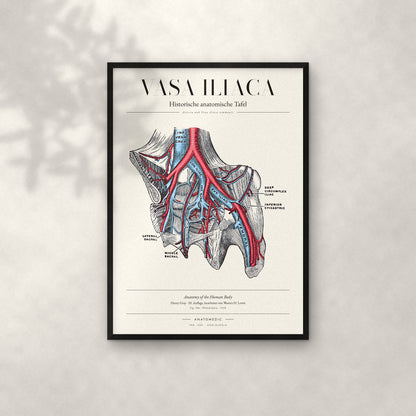 Vasa Iliaca Anatomie-Poster im schwarzen Rahmen an heller Wand