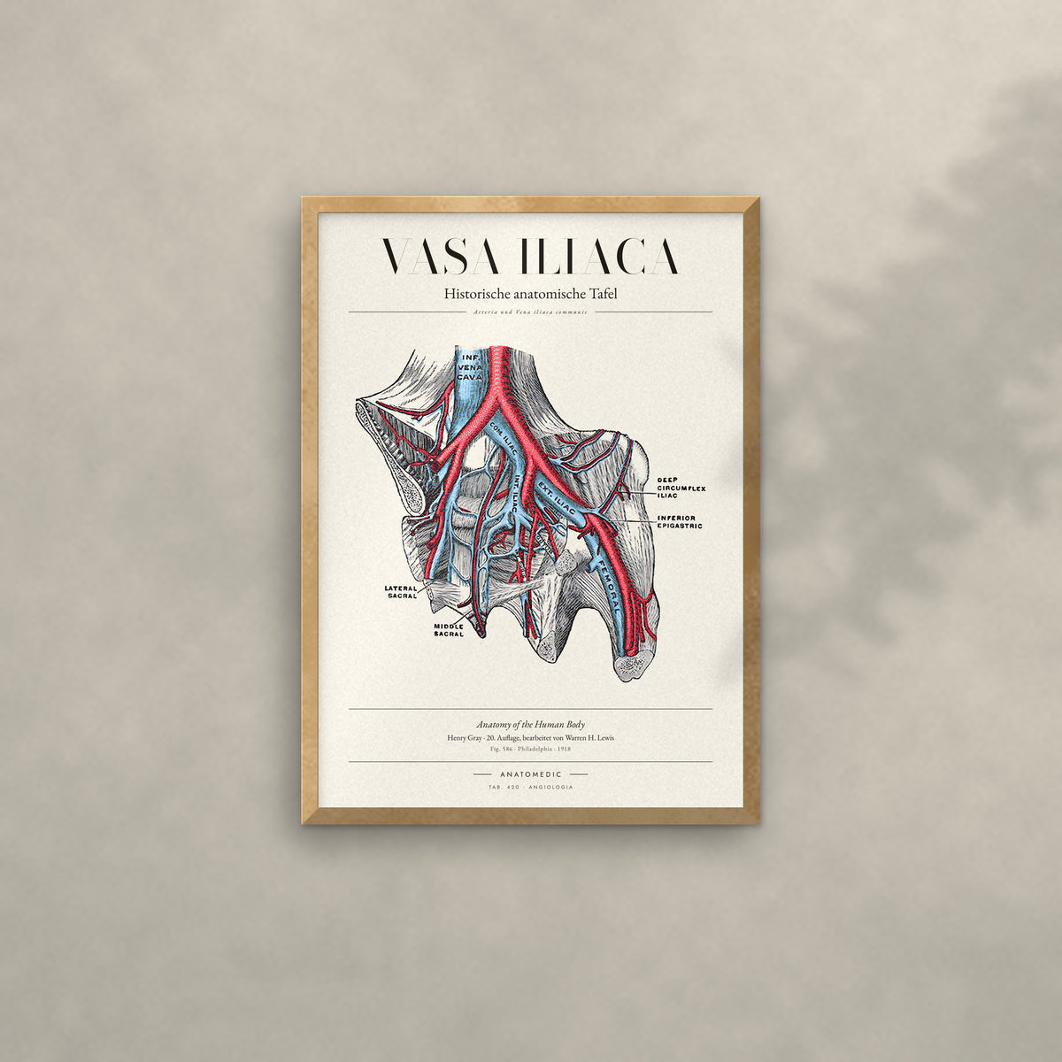 Vasa Iliaca Anatomie-Poster im Eichenrahmen an heller Wand