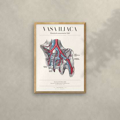 Vasa Iliaca Anatomie-Poster im Eichenrahmen an heller Wand