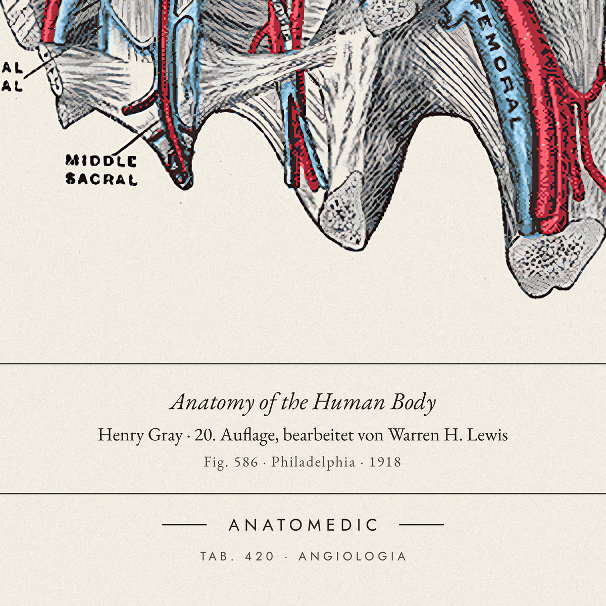 Nahaufnahme der Bildunterschrift: Anatomy of the Human Body · Henry Gray · 20. Auflage, bearbeitet von Warren H. Lewis, TAB. 420 · ANGIOLOGIA