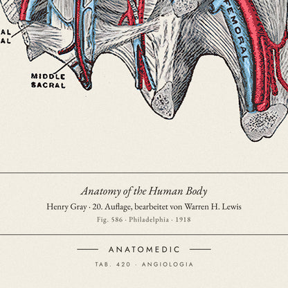 Nahaufnahme der Bildunterschrift: Anatomy of the Human Body · Henry Gray · 20. Auflage, bearbeitet von Warren H. Lewis, TAB. 420 · ANGIOLOGIA