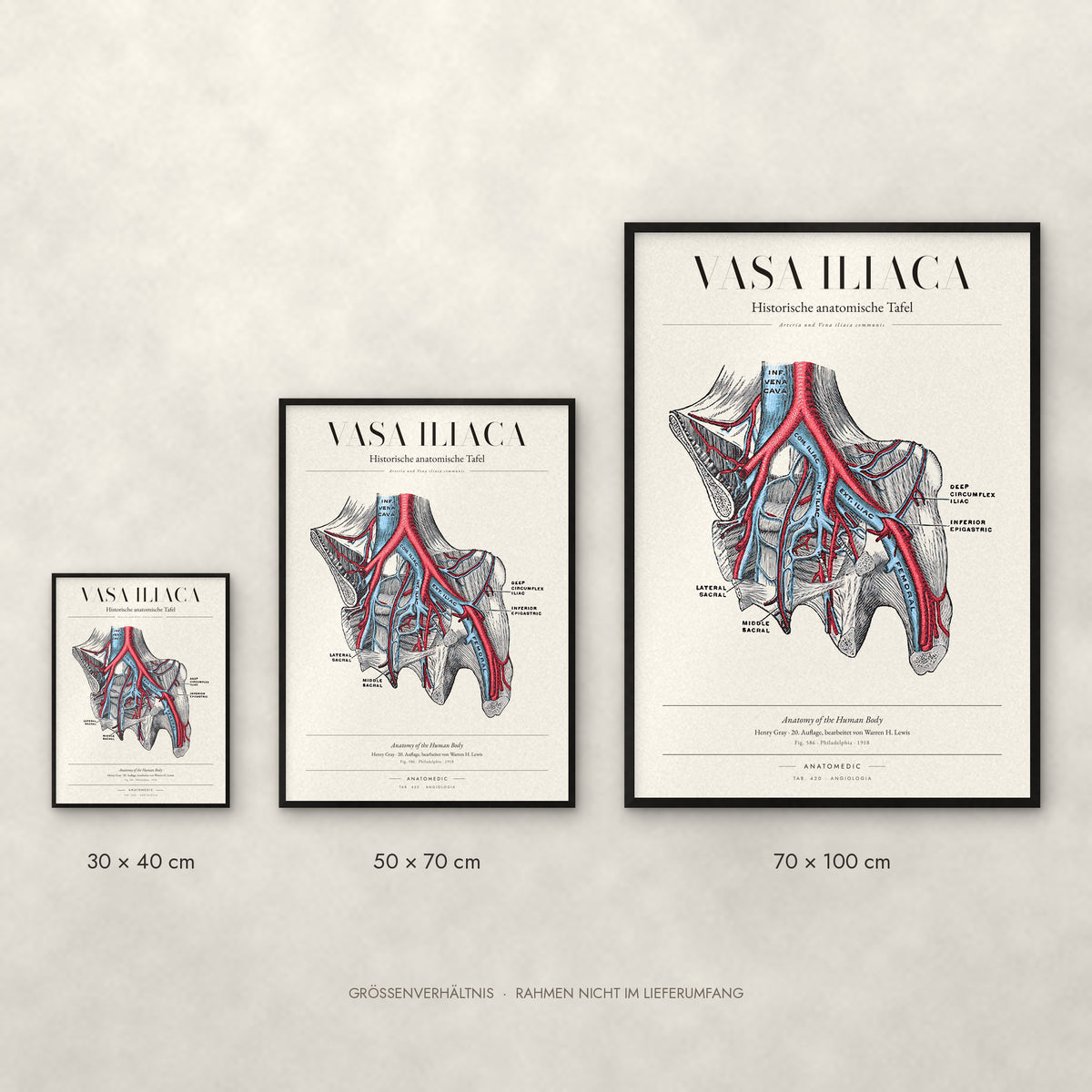 Vasa Iliaca Poster im Größenvergleich: 30 × 40, 50 × 70 und 70 × 100 cm