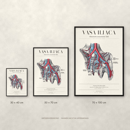 Vasa Iliaca Poster im Größenvergleich: 30 × 40, 50 × 70 und 70 × 100 cm