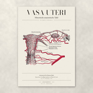Vasa Uteri – Anatomie-Poster von ANATOMEDIC, historische anatomische Tafel: Die Gefäße der Gebärmutter
