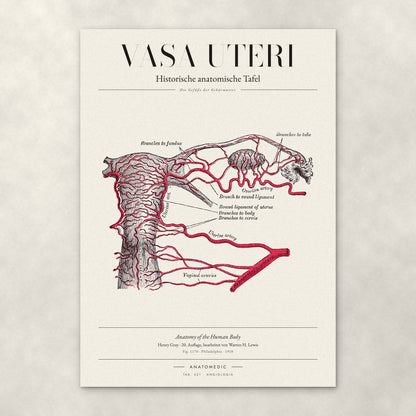 Vasa Uteri – Anatomie-Poster von ANATOMEDIC, historische anatomische Tafel: Die Gefäße der Gebärmutter