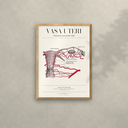 Vasa Uteri Anatomie-Poster im Eichenrahmen an heller Wand
