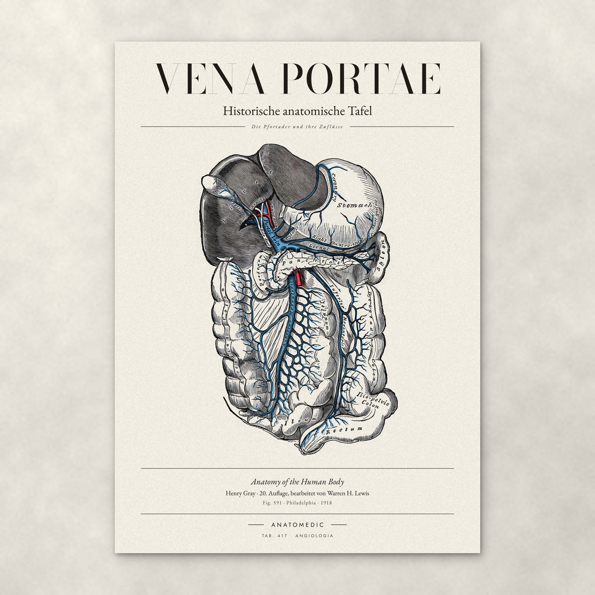 Vena Portae – Anatomie-Poster von ANATOMEDIC, historische anatomische Tafel: Die Pfortader und ihre Zuflüsse