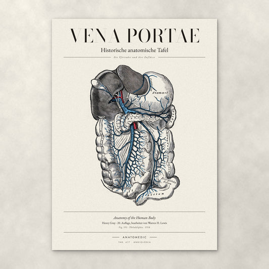 Vena Portae – Anatomie-Poster von ANATOMEDIC, historische anatomische Tafel: Die Pfortader und ihre Zuflüsse