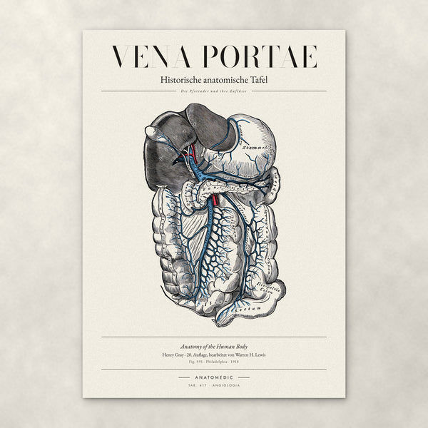Vena Portae – Anatomie-Poster von ANATOMEDIC, historische anatomische Tafel: Die Pfortader und ihre Zuflüsse