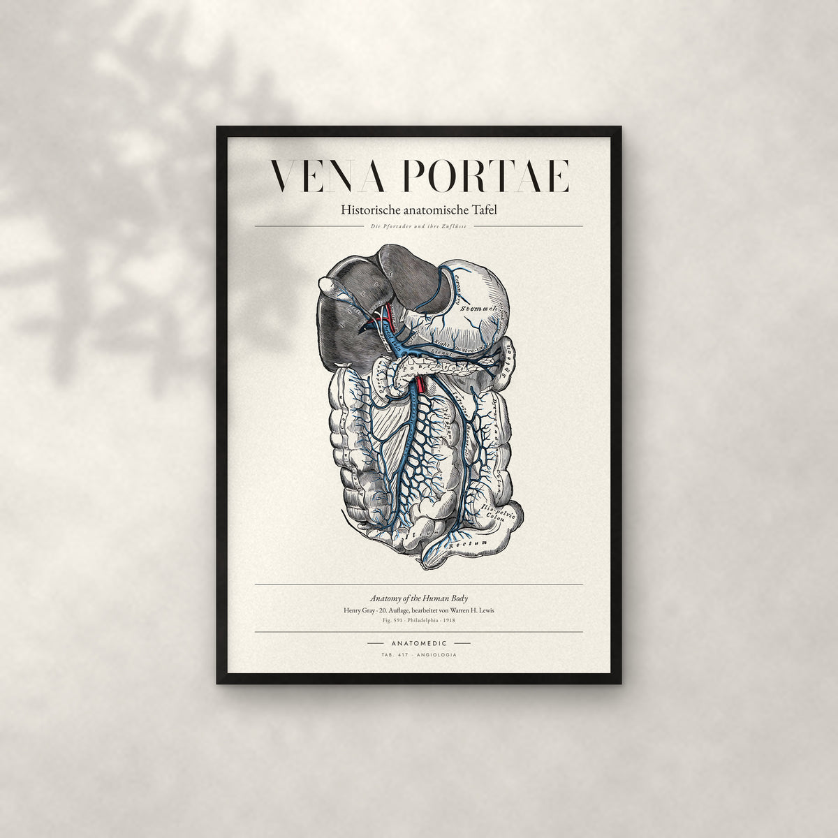 Vena Portae Anatomie-Poster im schwarzen Rahmen an heller Wand