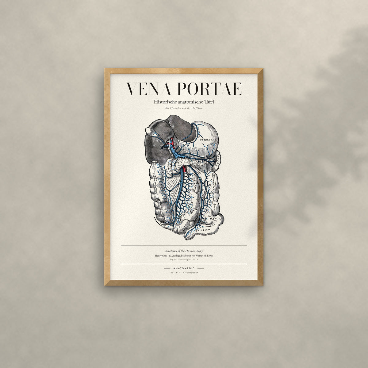 Vena Portae Anatomie-Poster im Eichenrahmen an heller Wand