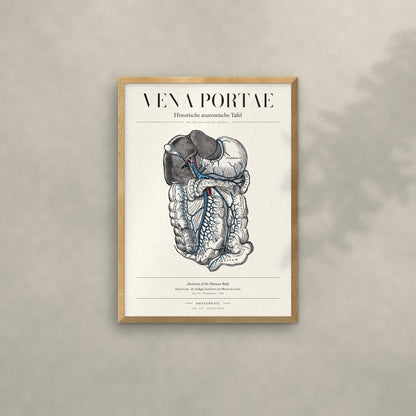 Vena Portae Anatomie-Poster im Eichenrahmen an heller Wand