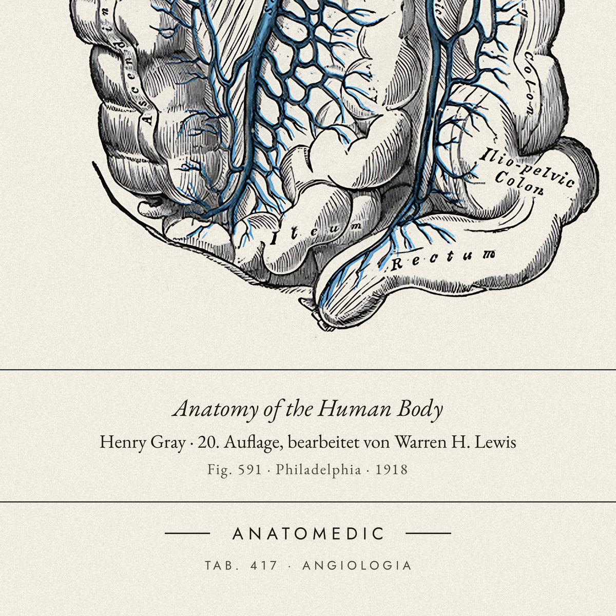 Nahaufnahme der Bildunterschrift: Anatomy of the Human Body · Henry Gray · 20. Auflage, bearbeitet von Warren H. Lewis, TAB. 417 · ANGIOLOGIA