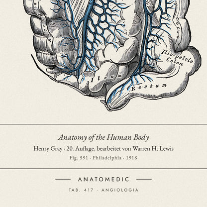 Nahaufnahme der Bildunterschrift: Anatomy of the Human Body · Henry Gray · 20. Auflage, bearbeitet von Warren H. Lewis, TAB. 417 · ANGIOLOGIA