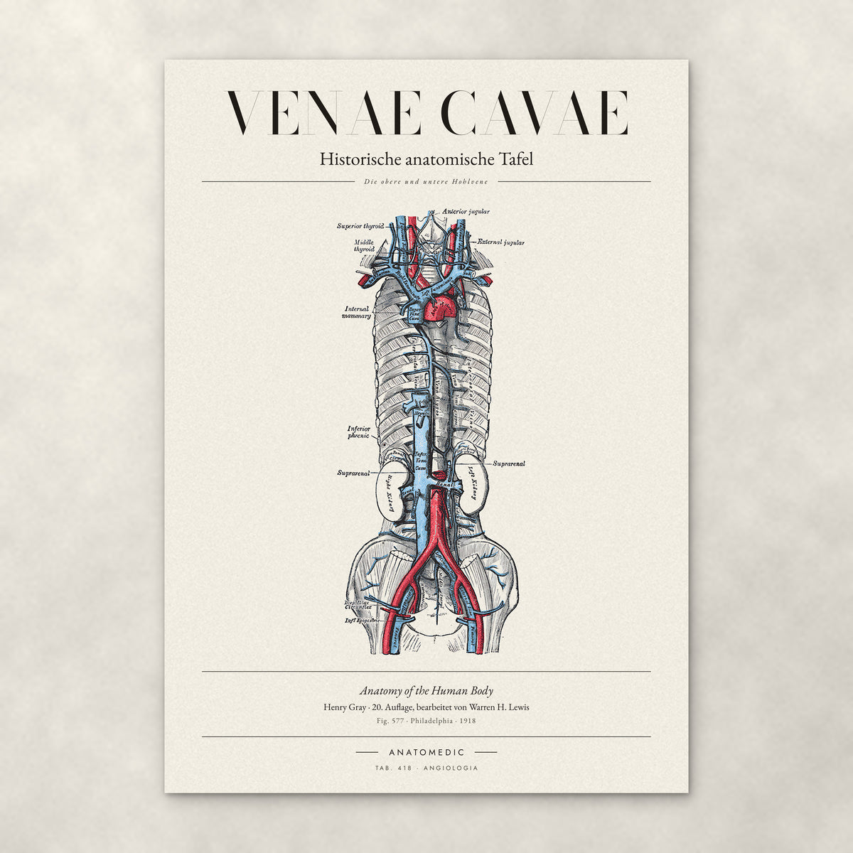 Venae Cavae – Anatomie-Poster von ANATOMEDIC, historische anatomische Tafel: Die obere und untere Hohlvene