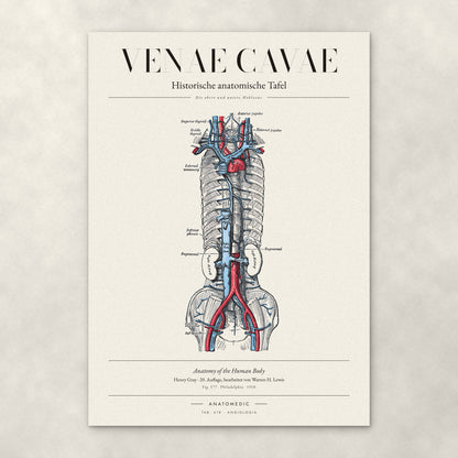 Venae Cavae – Anatomie-Poster von ANATOMEDIC, historische anatomische Tafel: Die obere und untere Hohlvene