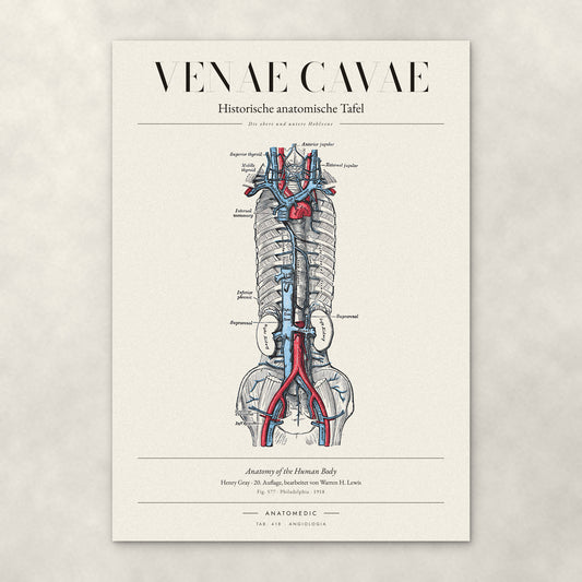 Venae Cavae – Anatomie-Poster von ANATOMEDIC, historische anatomische Tafel: Die obere und untere Hohlvene