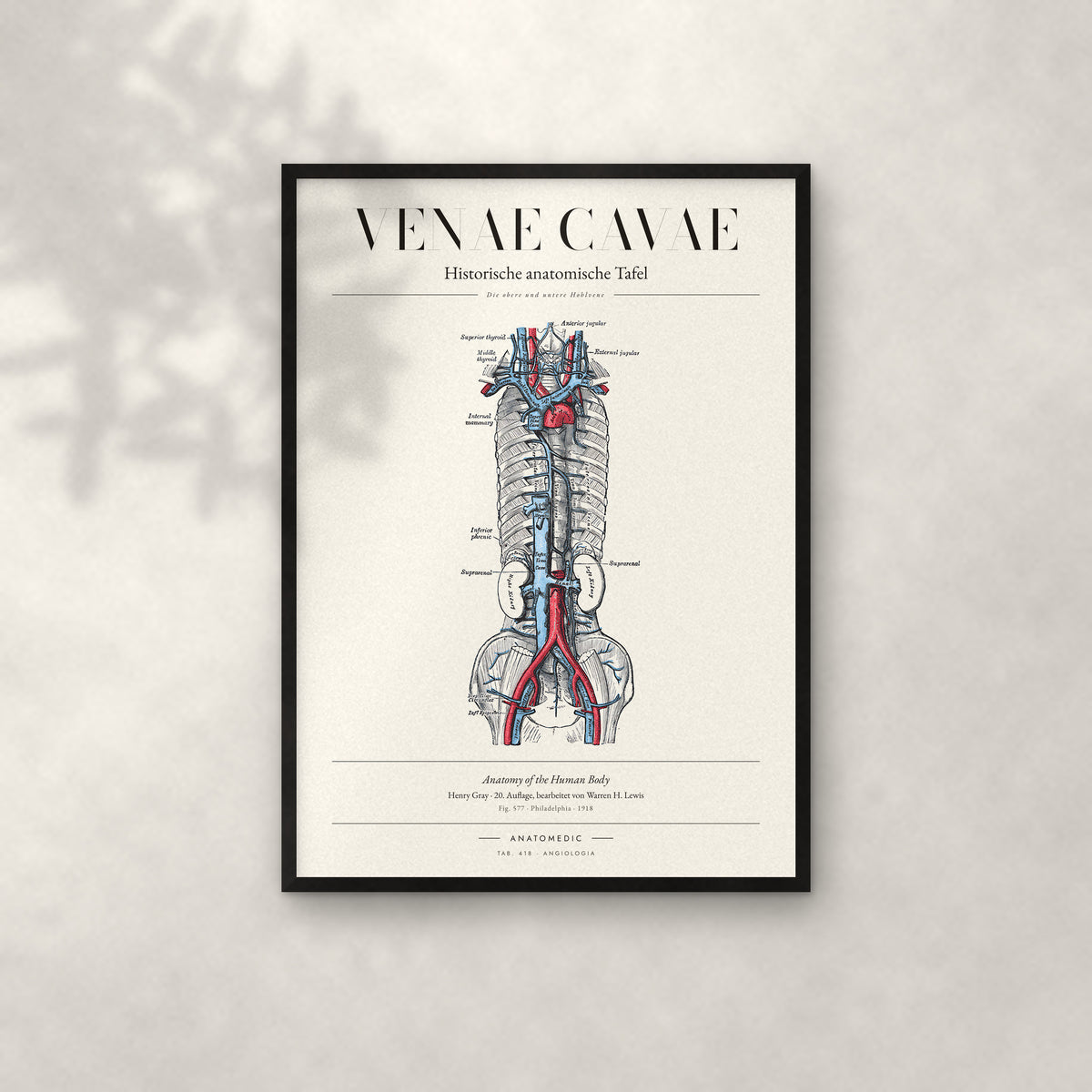 Venae Cavae Anatomie-Poster im schwarzen Rahmen an heller Wand