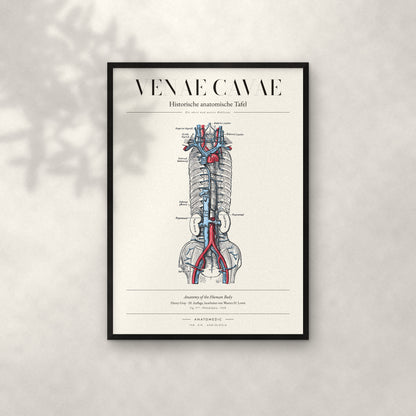 Venae Cavae Anatomie-Poster im schwarzen Rahmen an heller Wand