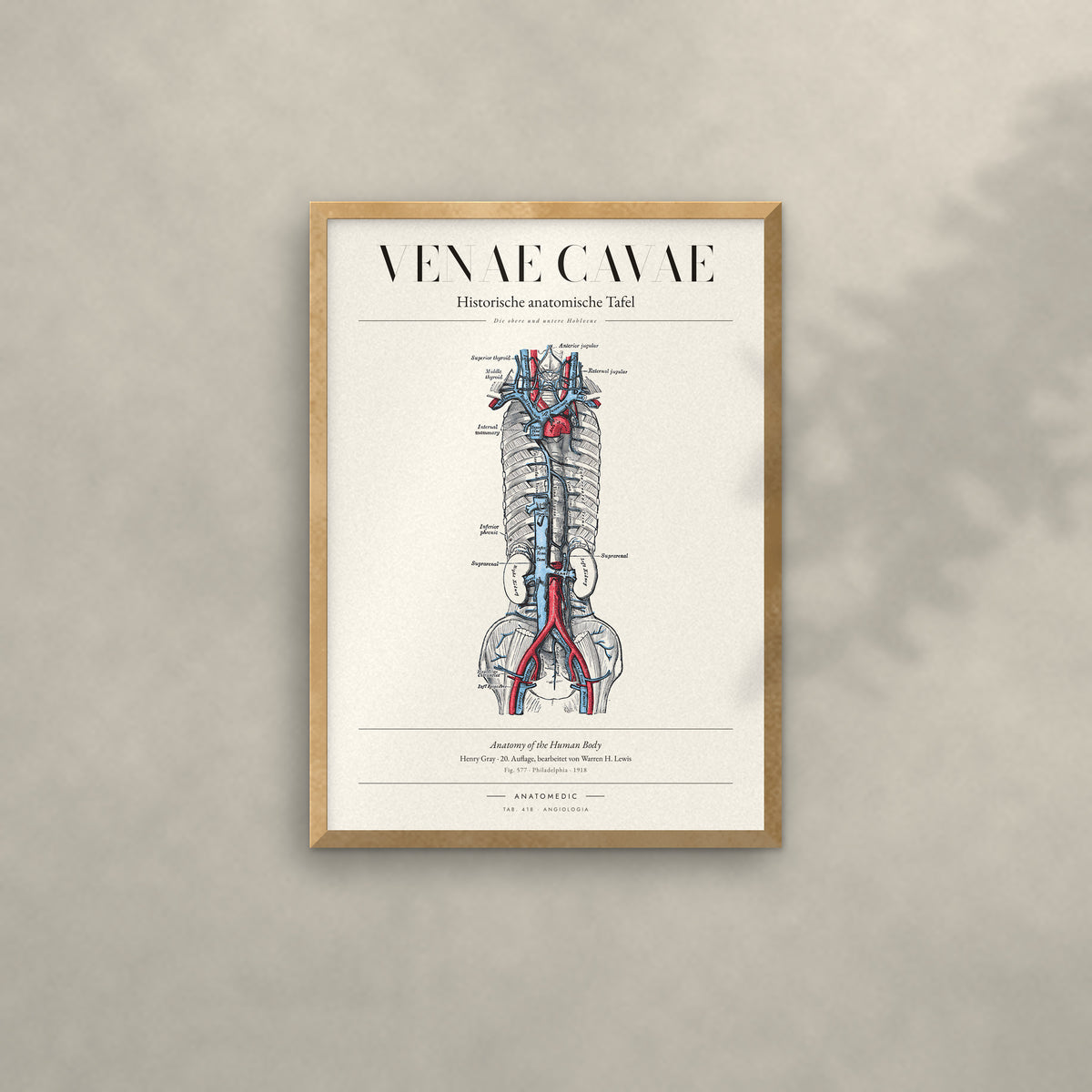 Venae Cavae Anatomie-Poster im Eichenrahmen an heller Wand