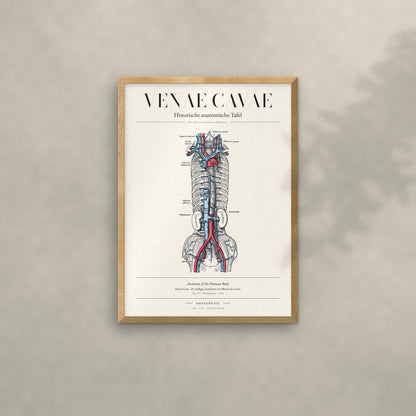 Venae Cavae Anatomie-Poster im Eichenrahmen an heller Wand