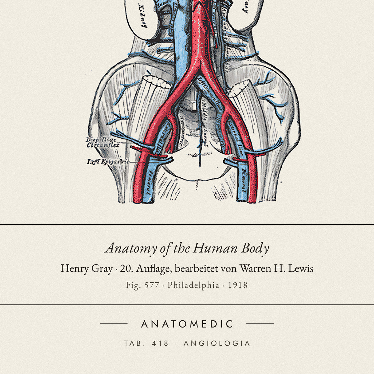 Nahaufnahme der Bildunterschrift: Anatomy of the Human Body · Henry Gray · 20. Auflage, bearbeitet von Warren H. Lewis, TAB. 418 · ANGIOLOGIA
